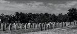 veterans cemetery, Higginsville, MO